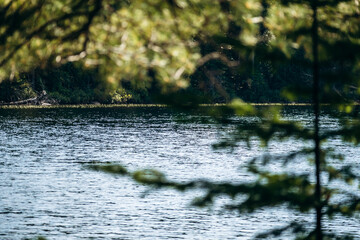 A tranquil lake view framed by soft out-of-focus branches in La Mauricie National Park, Quebec
