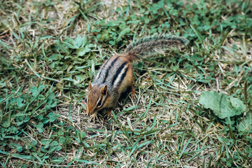 A close-up view of an Eastern chipmunk sitting on green grass in La Mauricie National Park, Quebec, showcasing its striped fur and natural woodland environment