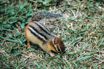 A close-up view of an Eastern chipmunk sitting on green grass in La Mauricie National Park, Quebec, showcasing its striped fur and natural woodland environment