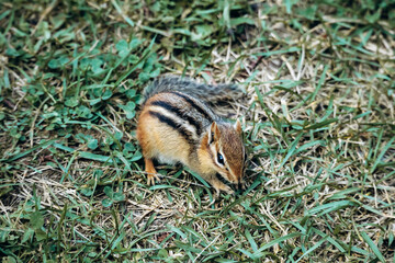 A close-up view of an Eastern chipmunk sitting on green grass in La Mauricie National Park, Quebec, showcasing its striped fur and natural woodland environment