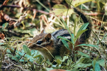 A close-up view of an Eastern chipmunk sitting on green grass in La Mauricie National Park, Quebec, showcasing its striped fur and natural woodland environment