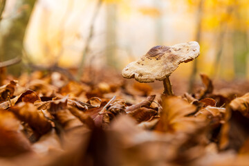 Seta marrón creciendo entre las hojas secas de un bosque otoñal.