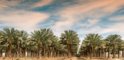 Panorama. Plantations of date palms. Iconic ancient plant and healthy food crop. Currently it is...