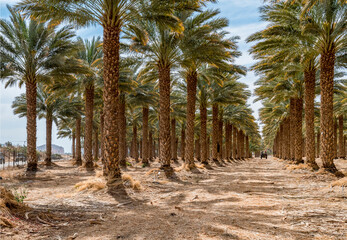 Plantations of date palms. Iconic ancient plant and healthy food crop. Currently it is sustainable agriculture industry in desert and arid areas of the Middle East. No AI tools were used