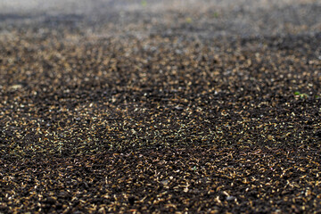 Seeding lawn grass in the garden. Selective focus.