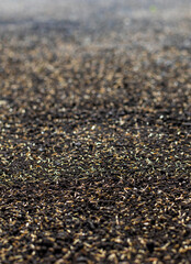 Seeding lawn grass in the garden. Selective focus.