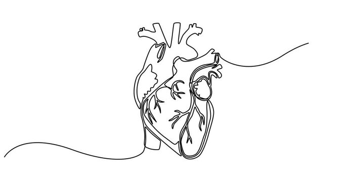 Animated self drawing of Human heart with blood vessels one line art. Continuous line drawing of human, internal, organs, heart, vector, A single line drawing of a realistic human heart, Continuous 