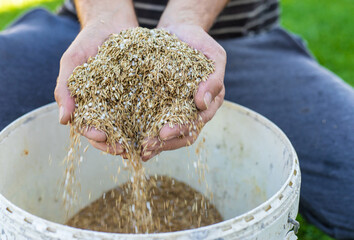 Obraz premium Seeding lawn grass in the garden. Selective focus.