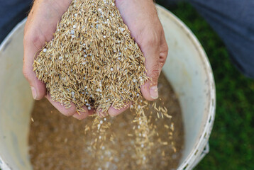 Fototapeta premium Seeding lawn grass in the garden. Selective focus.