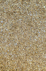 Seeding lawn grass in the garden. Selective focus.