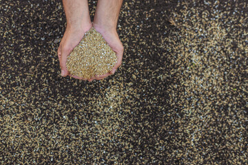 Fototapeta premium Seeding lawn grass in the garden. Selective focus.