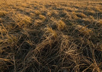The texture of brittle, dry brown grass covering a vast area, signaling the end of the growing season and the onset of winter, abstract, stubble, environment
