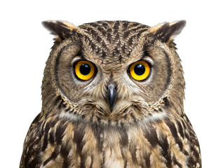 Obraz premium Majestic Eurasian eagle owl stares intently forward with its piercing yellow eyes and intricate feather patterns, showcasing its powerful and wise nature.