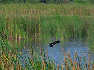 Red-winged blackbird in flight over wetland water