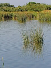 Clumps of sedge line shoreline of wetland waters