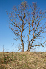 Fototapeta premium A vertical photo of a leafless tree standing on a slight slope covered with dry grass. The tree is large, with numerous thin branches, creating a complex silhouette against a blue, cloudless sky.