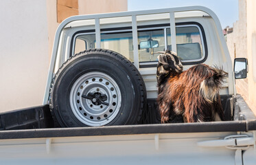Damascus goat transported in the back of a pickup truck.