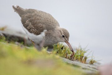 Spotted sandpiper (Actitis macularius) in Caputh (Germany)