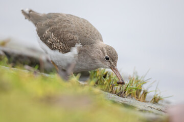 Spotted sandpiper (Actitis macularius) in Caputh (Germany)
