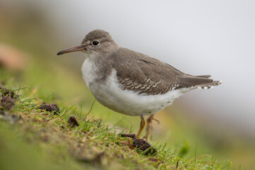 Naklejka premium Spotted sandpiper (Actitis macularius) in Caputh (Germany)
