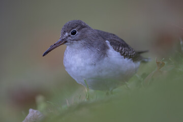 Spotted sandpiper (Actitis macularius) in Caputh (Germany)