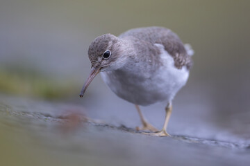 Spotted sandpiper (Actitis macularius) in Caputh (Germany)