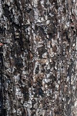 A close-up image of a vertical texture: dense, rough, brown tree bark with deep fissures and furrows, by dark brown areas interspersed with and gray fragments. The surface appears rough and uneven