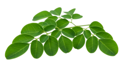 Fresh green leaves with visible veins on black background plant leaves leaf veins
