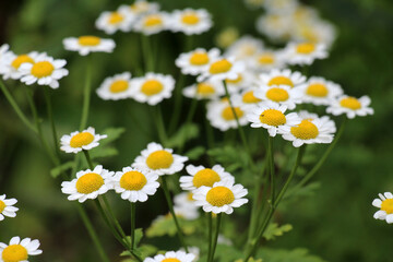 Fototapeta premium Tanacetum parthenium blooms in nature