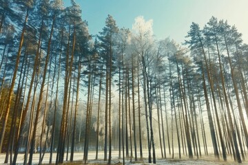 Serene winter landscape of a snow covered forest with majestic trees in the great outdoors