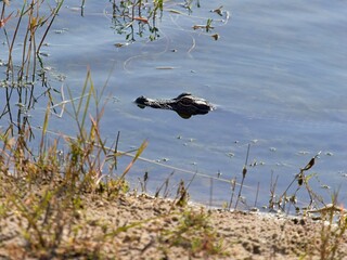 Young american alligator with head above shallow waters