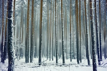 Serene winter landscape  a tranquil frozen forest with snow covered trees in nature s embrace