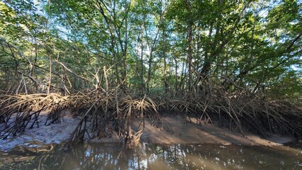 Idyllic Palm-Lined Beach in Costa Rica