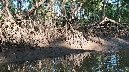 Costa Rica Mangroves &ndash; A Vital Coastal Ecosystem