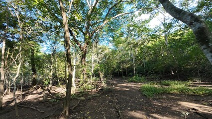 Costa Rica Mangroves &ndash; A Vital Coastal Ecosystem