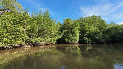 Costa Rica Mangroves &ndash; A Vital Coastal Ecosystem