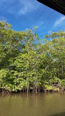 Costa Rica Mangroves &ndash; A Vital Coastal Ecosystem