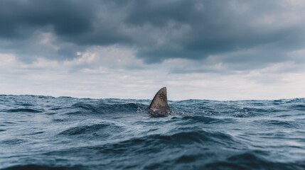 Naklejka premium A shark fin rises above the surface of the ocean as dark clouds gather overhead. The scene shows choppy waves and hints of an approaching storm. It is a moment of nature in motion.