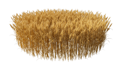 Golden ripe wheat field ready for harvest, showcasing the abundance and natural beauty of agricultural crops under bright sunlight.