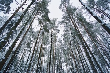 Enchanting winter forest  snow covered trees create a tranquil outdoor landscape scene