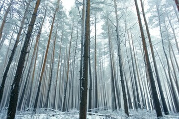 Serene winter landscape of a frosty forest adorned with snow covered trees in nature s embrace