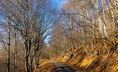 A rural road with dry, orange autumn leaves lining its edges and tall, mostly bare trees creating a...