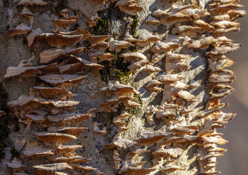 A large cluster of violet-toothed polypore (Trichaptum biforme) mushrooms growing on a dead deciduous tree stump