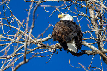 bald eagle on branch