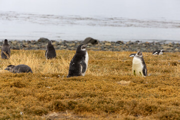 Magellan penguin standing on coastal terrain with natural wildlife habitat, South America fauna, bird species detail, nature conservation theme and animal behavior scene suitable for ecological and tr