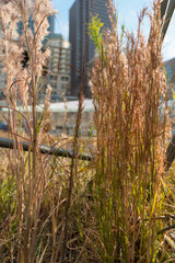 冬枯れの草と近代的な都市の背景