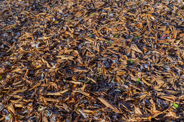 たくさんの茶色く細長い落ち葉