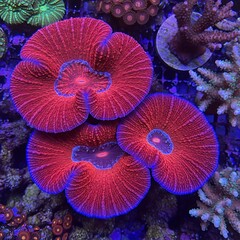 Illustration of vibrant red and blue disc corals glowing under actinic light in a reef tank