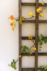 Tree branches against the wall