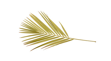 A single dried palm frond on a clean white background.